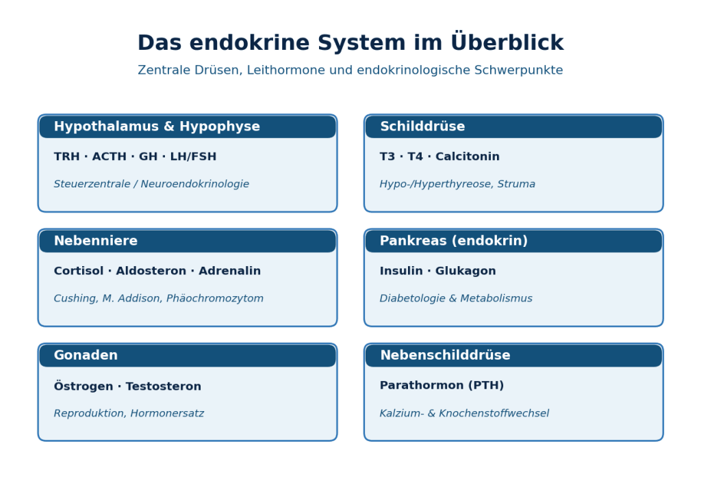 Endokrines System